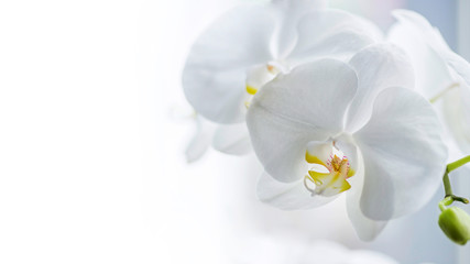 Branch of white orchids with lots of copy space. Close-up of white orchids on light background