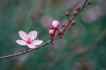 Pink cherry flowers and buds close-up. Blooming ornamental cherry in summer garden with blurred green background.