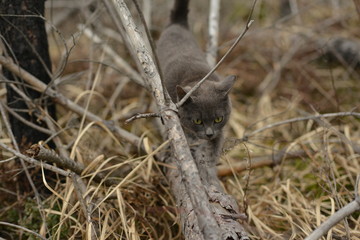 grey wild cat walking on wood