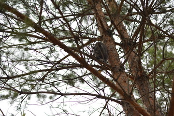 Fototapeta premium gray wild cat on the tree