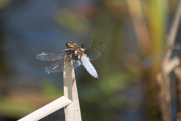 blaue Plattbauch-Libelle