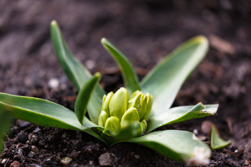 Fototapeta premium Flower bud in spring