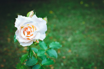 Delicate white rose on a background of green grass.