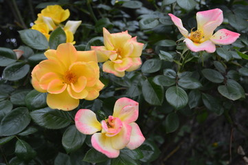 Bellas rosas del jardín, hermosas flores que decoran el jardín.