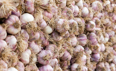 Spicy cooking ingredient picture. Pile of white garlic heads. White garlic head heap top view