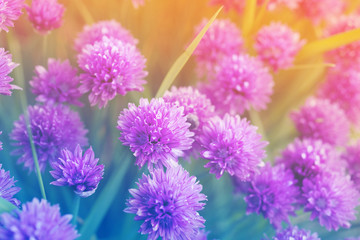 Purple flowers of wild onions in the garden closeup, soft focus, toned