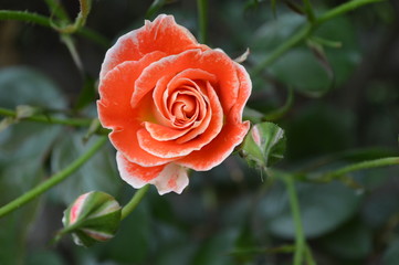 Rosa solitaria, día de las madres, día de la mujer, bella rosa en jardin.