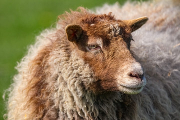 Fototapeta premium sheep