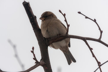 sparrow on a tree branch