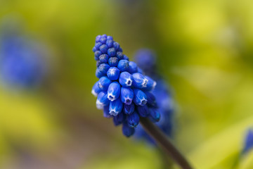 Grape hyacinth - Muscari