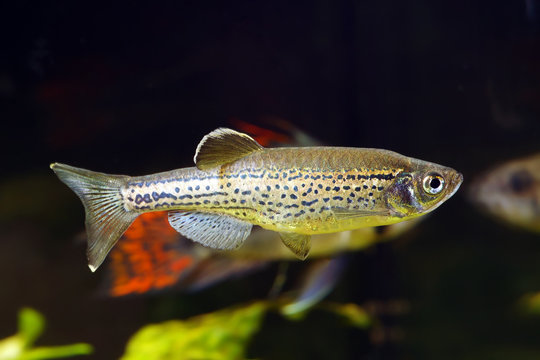 Spotted or Leopard Danio in aquarium