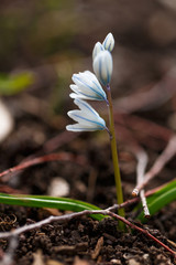 Russian Snowdrop Puschkinia