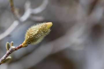 Loebner Magnolia bud