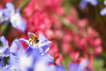 Honey bee gathering polen