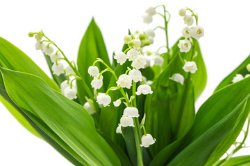 Muguet