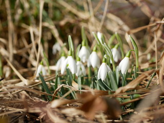 Polonne / Ukraine - 4 March 2019: Snowdrop or common snowdrop (Galanthus nivalis) flowers. A blooming bouquet of snowdrops in full sun heralds the arrival of spring