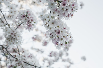 White Flowering Tree