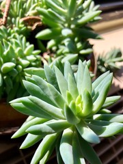 Obraz premium Healthy green succulents