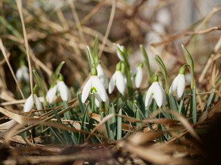 Polonne / Ukraine - 4 March 2019: Snowdrop or common snowdrop (Galanthus nivalis) flowers. A blooming bouquet of snowdrops in full sun heralds the arrival of spring
