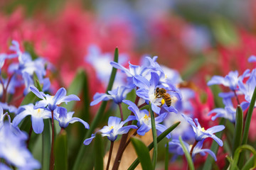 Honey bee gathering polen