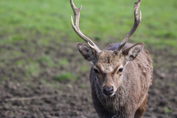 Obraz premium sika deer