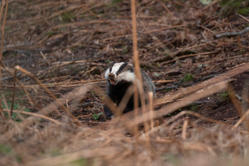 European Badger, Meles meles, walking/foraging/rambling near sett looking for food during the evening in scotland during spring. © Paul
