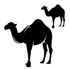 standing single humped arabian camel - black and white vector animal outline and silhouette