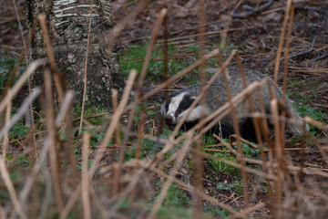 Naklejka na ściany i meble European Badger, Meles meles, walking/foraging/rambling near sett looking for food during the evening in scotland during spring.