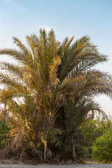 Fototapeta na wymiar Date palms of the Sinai Peninsula.