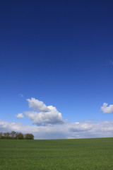 View across green field of early crops against a blue sky with light clouds in Witcham Cambridgeshire UK