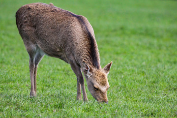 sika deer