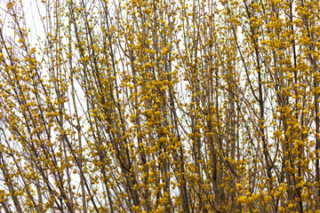Gold Tide Forsythia 'Courtasol'