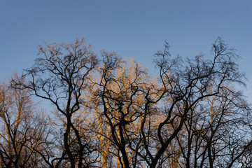 Fototapeta premium trees without leaves on blue sky background