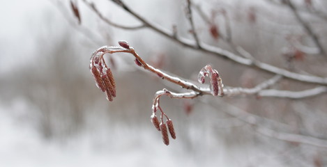 ice tree