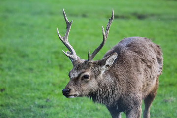 sika deer