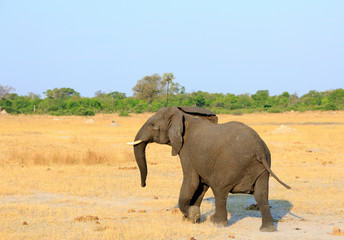 Lone african elephant with ears flapping and walking on the dry arid african plains with a bright blue pale sky in Hwange National Park, Zimbabwe