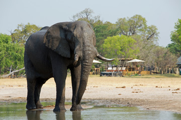 View from camp hide of an Elephant standing on the edge of a small waterhole with a safari lodge in the background, Makololo, Hwange National Park, Zimbabwe