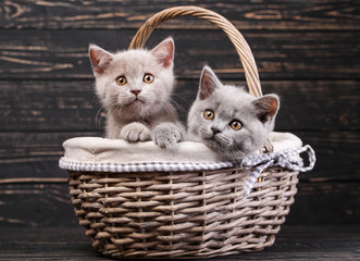 Fototapeta na wymiar Scottish straight kittens. Purebred Kittens at the photo studio