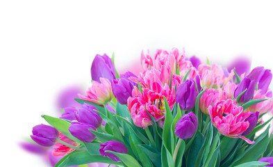 Obraz na płótnie Canvas Pink fresh tulips