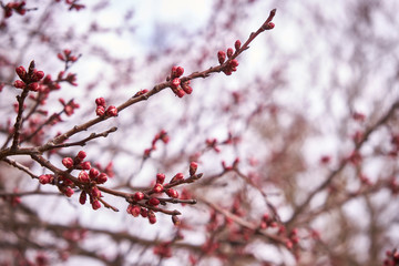 A sprig of blossoming apricots
