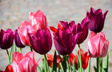 Fototapeta premium Tulpen kündigen den Frühling an