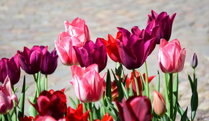 Pinke und rosafarbene Tulpen im Bauerngarten