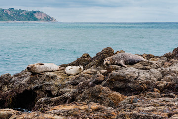 Harbor Seals basking on California rocky coast 