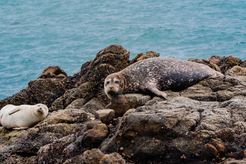 Harbor Seals basking on California rocky coast 