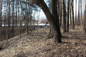 forest in early spring 