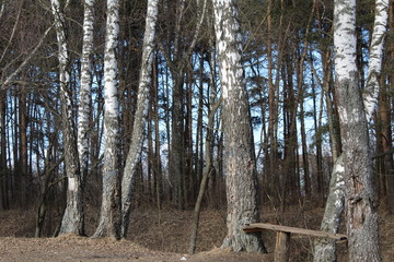 the trees in the forest in early spring, and a bench