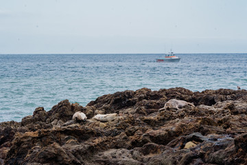 Harbor Seals basking on California rocky coast 