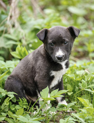 Black and white dog sits in the grass. Homeless dog is looking for a home.