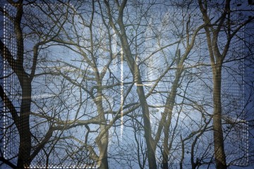 bare trees in autumn with blue sky and geometrical figures