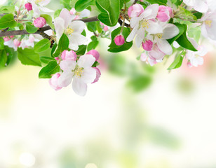 Spring tree flowers